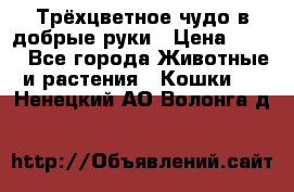 Трёхцветное чудо в добрые руки › Цена ­ 100 - Все города Животные и растения » Кошки   . Ненецкий АО,Волонга д.